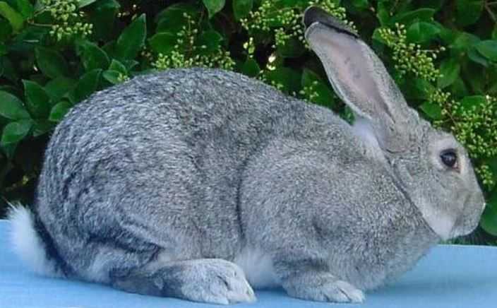 chinchilla rabbit care