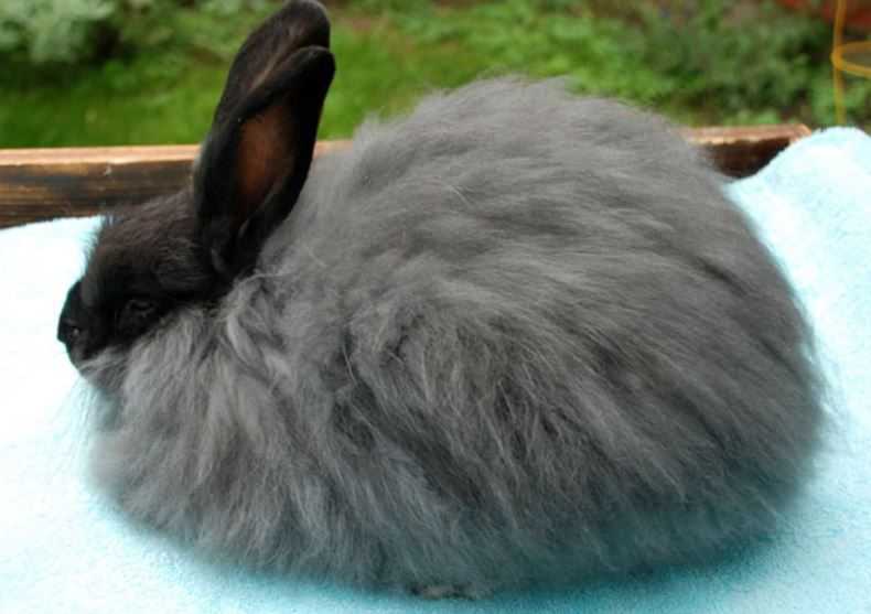 gray angora rabbit