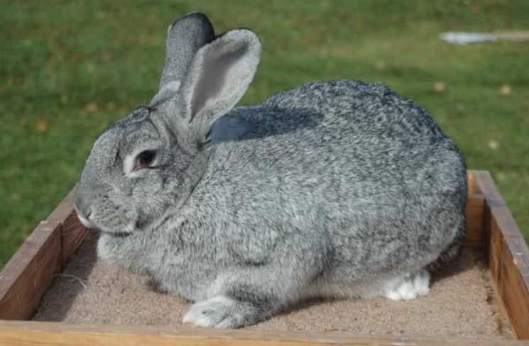 standard chinchilla rabbit for sale