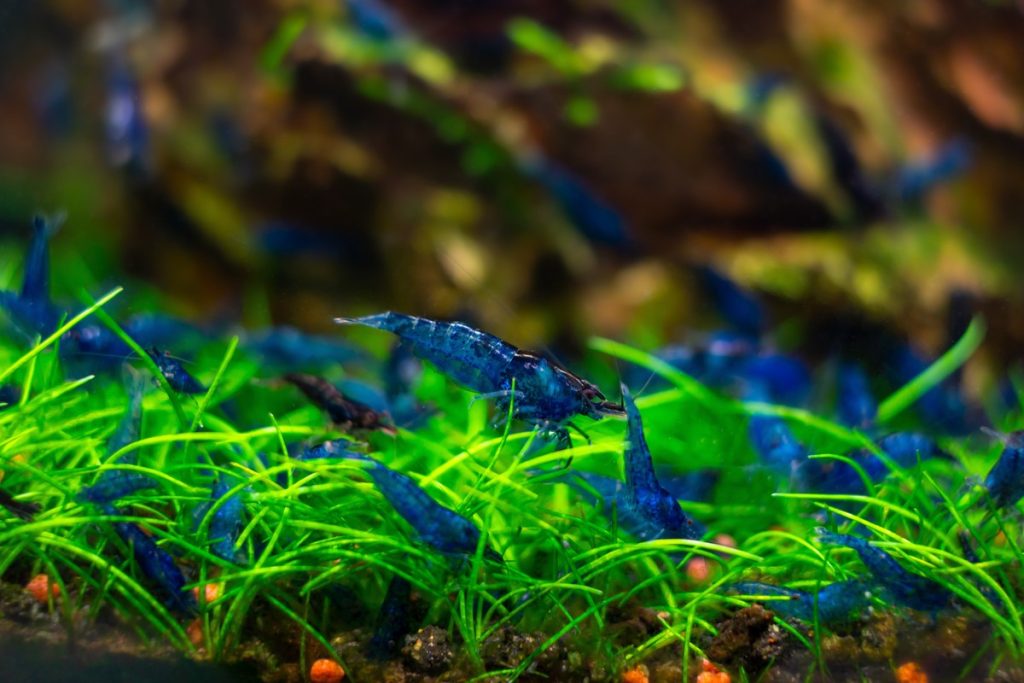 Blue Dream Neocaridina Shrimp