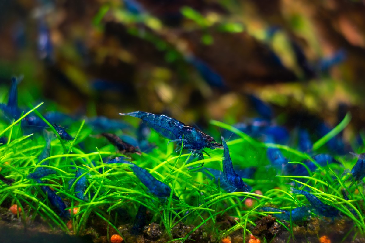 The Difference Between Caridina Shrimp And Neocaridina Shrimp