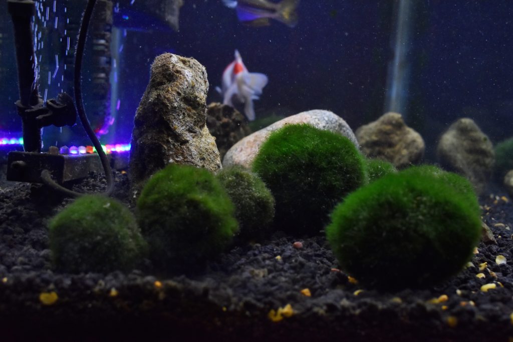 Marimo Moss Ball