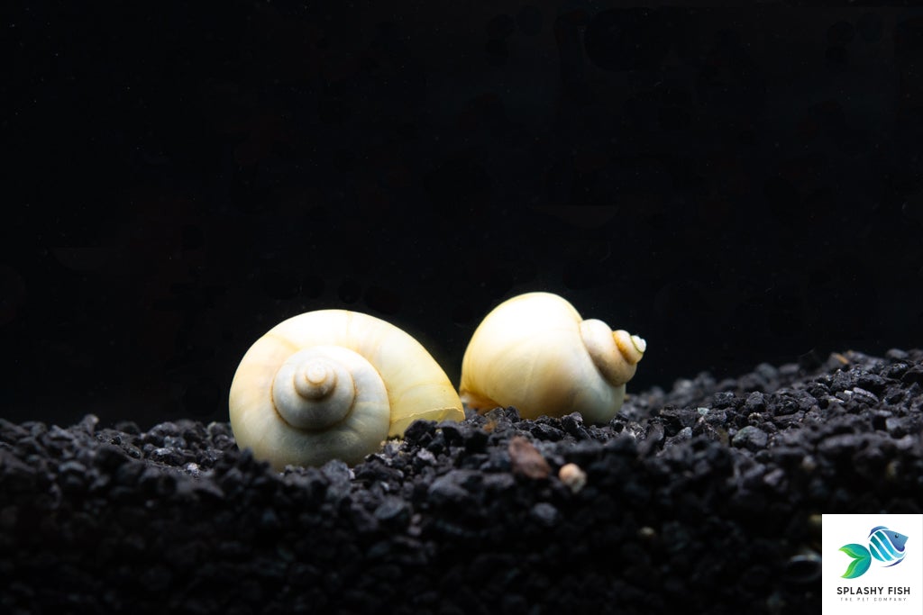 Ivory Mystery Snails