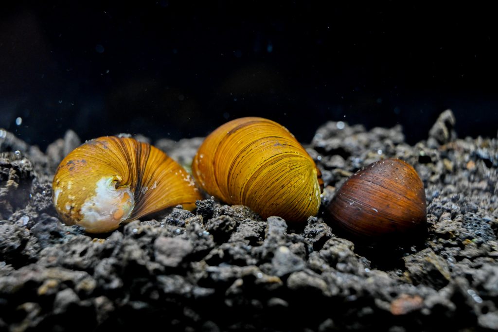 Military Helmet Nerite Snail