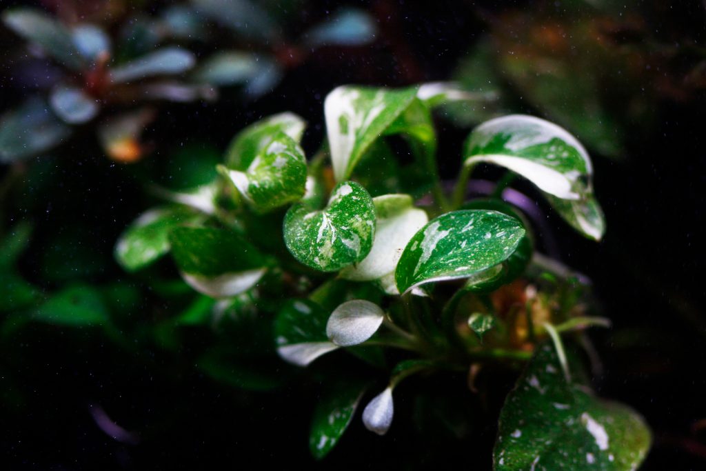 Anubias Nana