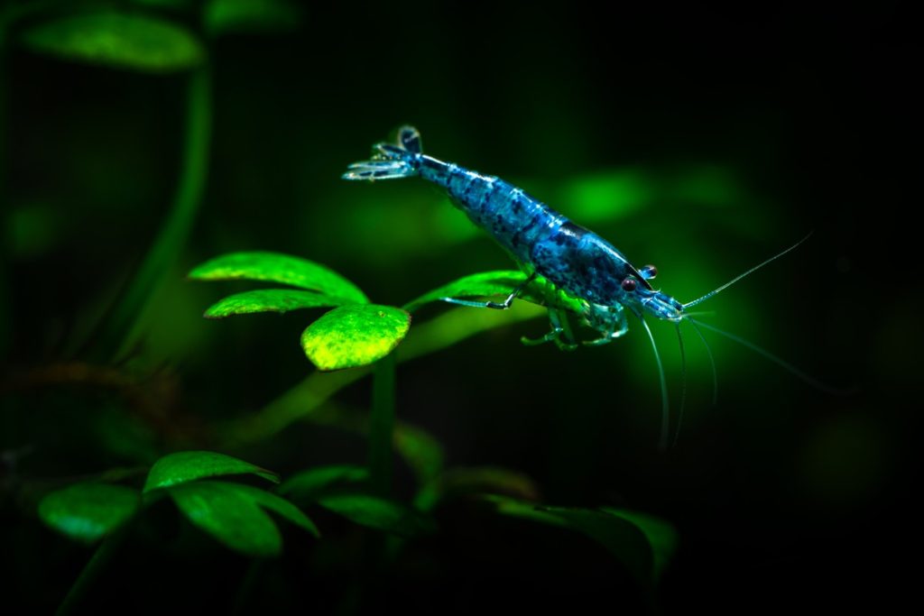 Blue Dream Shrimp