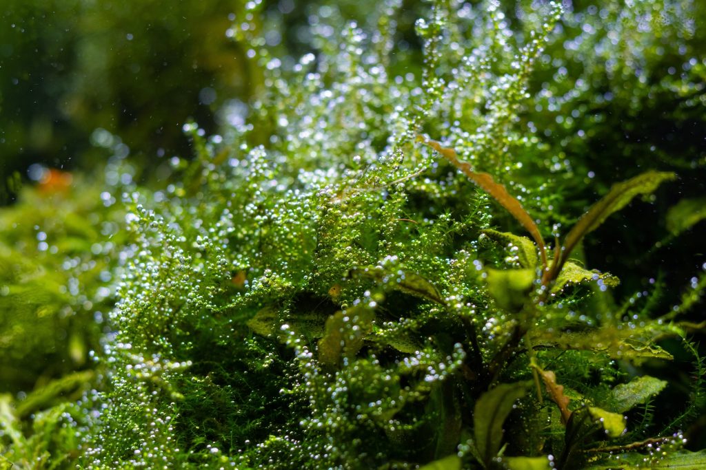 Java Moss