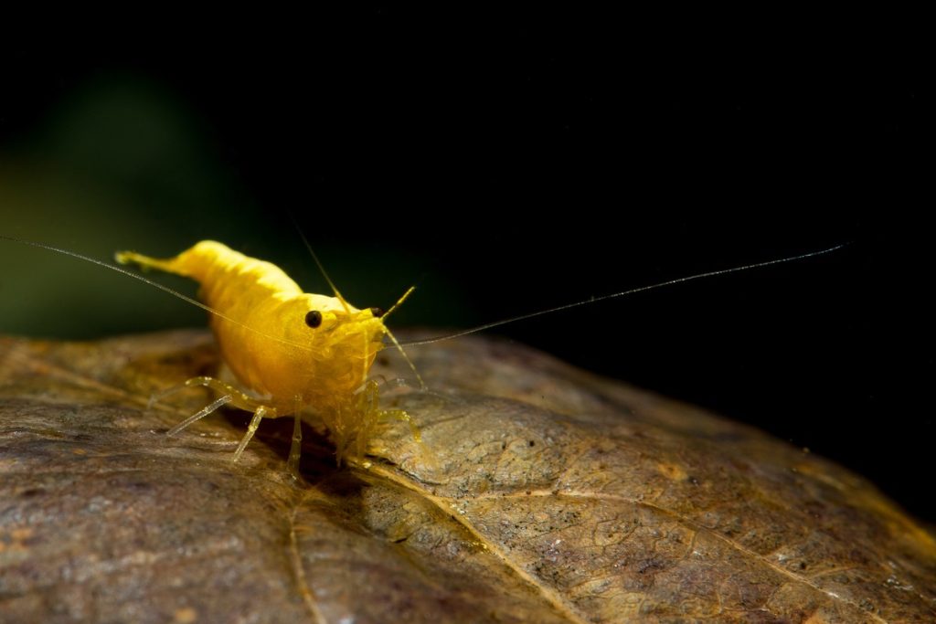 Yellow Baby Shrimp