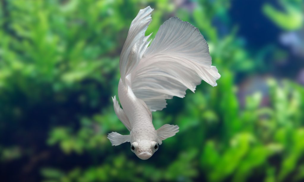 Betta Fish