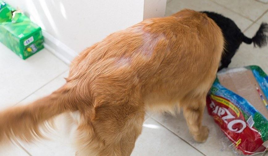 dog hair loss around tail back and legs